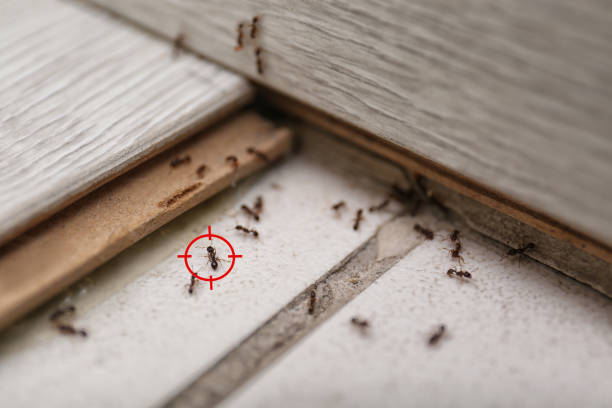 Best Exterminator Services  in Cypress Landing, NC