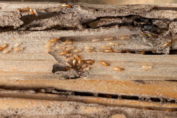 Best Ant Control Services  in Cypress Landing, NC